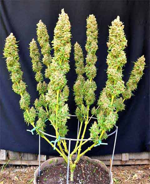 Main Lining BackGarden Grow Shop