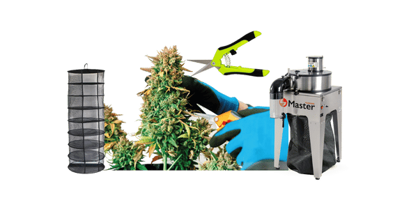 cosecha y secado de la marihuana