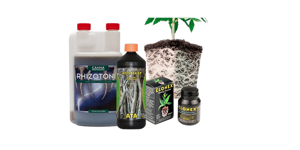 enraizantes para marihuana