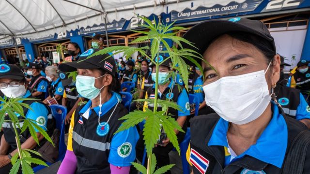 El nuevo país del cannabis BackGarden Grow Shop