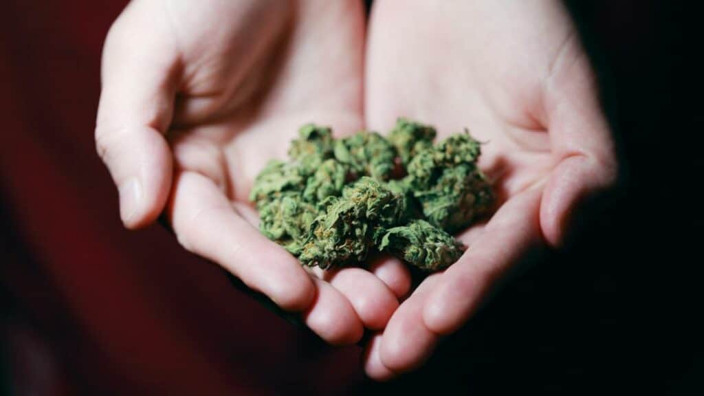 que hacer si te da un amarillo BackGarden Grow Shop