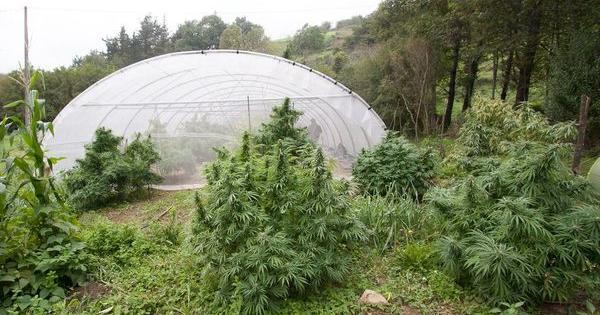 semillas marihuana Back Garden Grow Shop