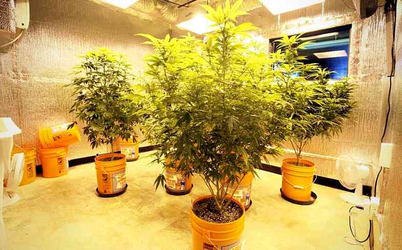 Aditivos para plantas madre de Marihuana Back Garden Grow Shop