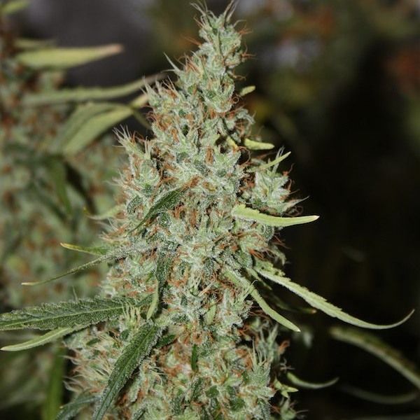 Amnesia Haze Back Garden Grow Shop