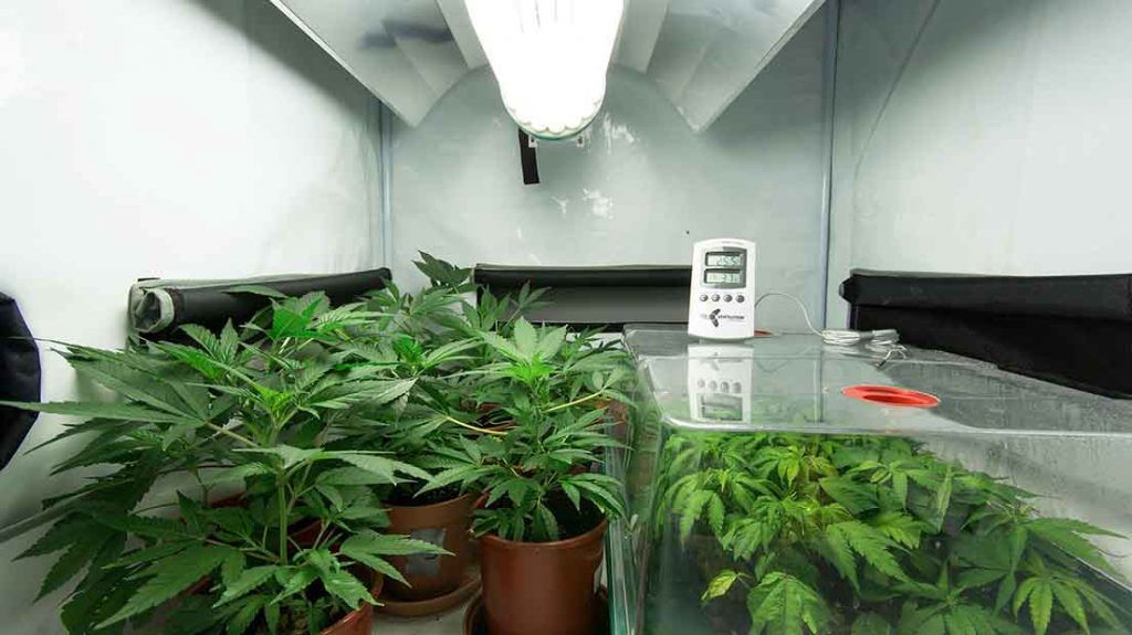 Problemas de un Interior Back Garden Grow Shop