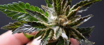 Marihuana con Moho Back Garden Grow Shop