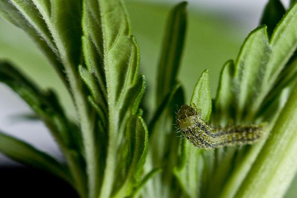 Cordalene Insecticida