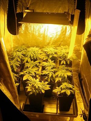 kit de cultivo en armario
