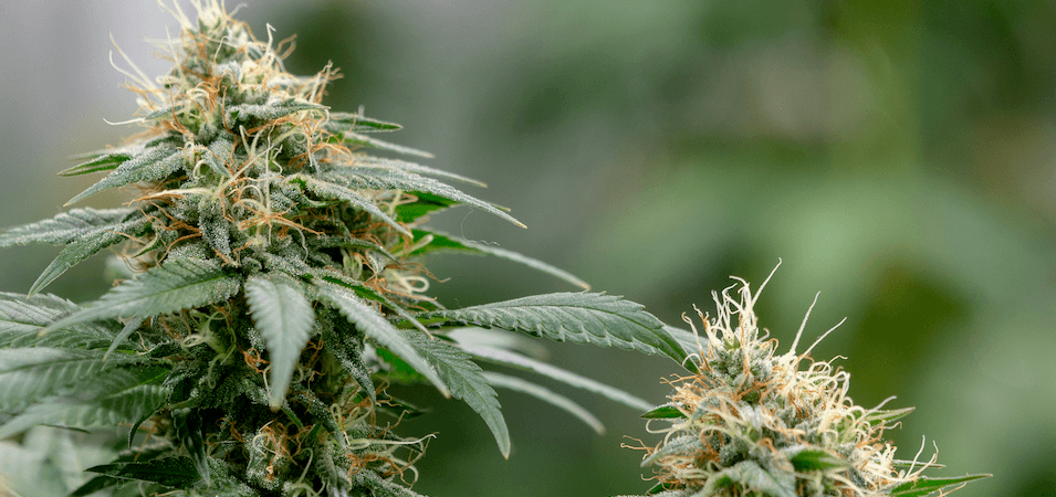 Floracion en exterior Back Garden Grow Shop