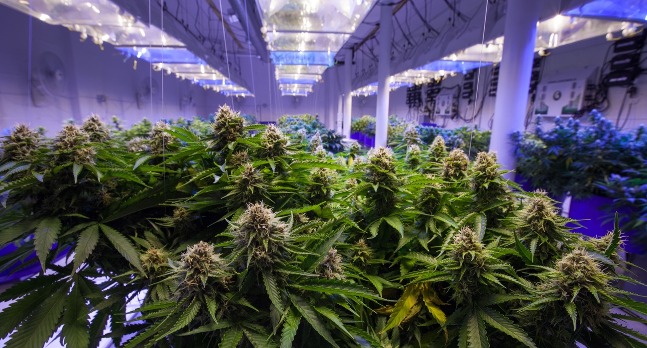 generador co2 Back Garden Grow Shop
