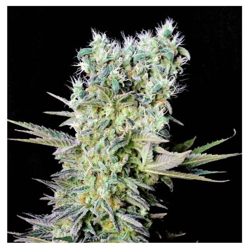 Glucox Mafa Back Garden Grow Shop