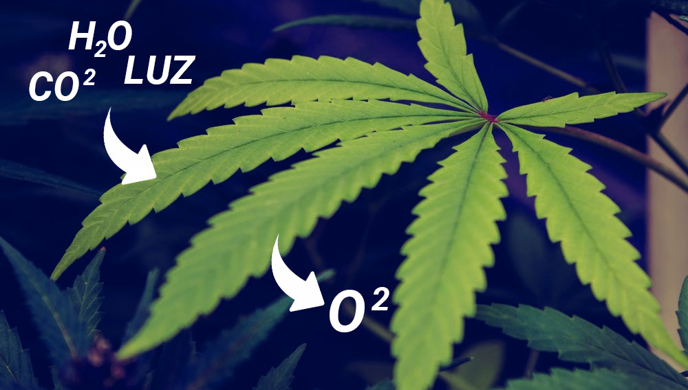 generador co2 Back Garden Grow Shop