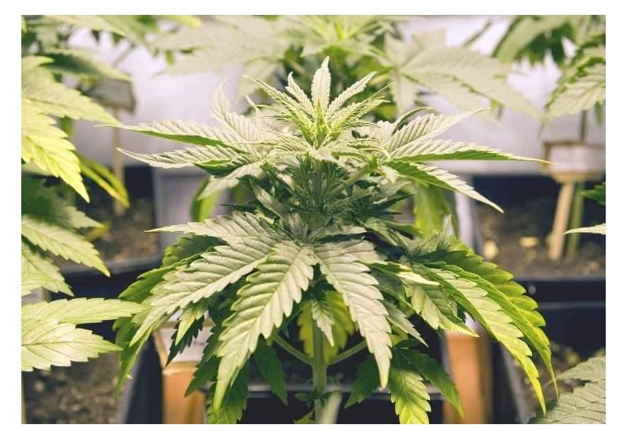 Great Green Agrobeta Back Garden Grow Shop Online Murcia