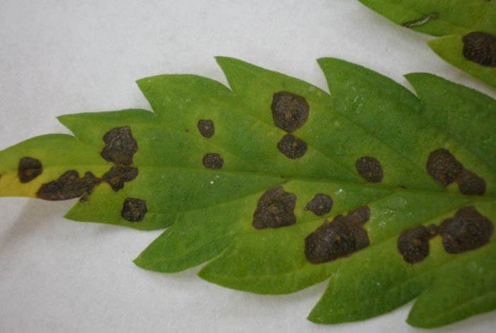 eliminar alternaria Back Garden Grow Shop Online 