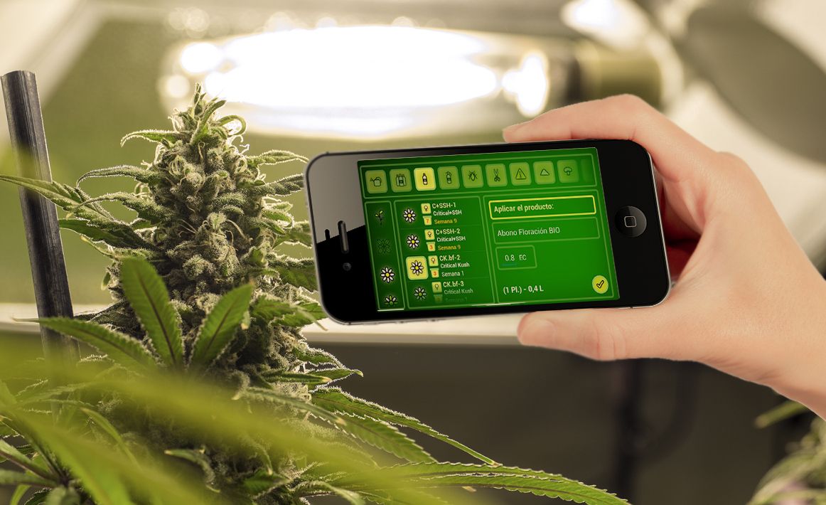 cultivo de cannabis Back Garden Grow Shop Online Murcia