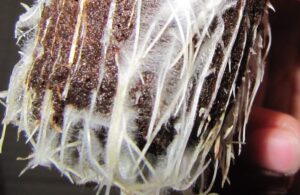 Micorriza y Trichoderma 33pro 