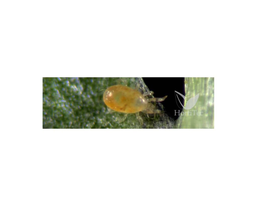 Spical-Plus/100 Sobres (Neoseilus Californicus) Koppert [BAJO PEDIDO]