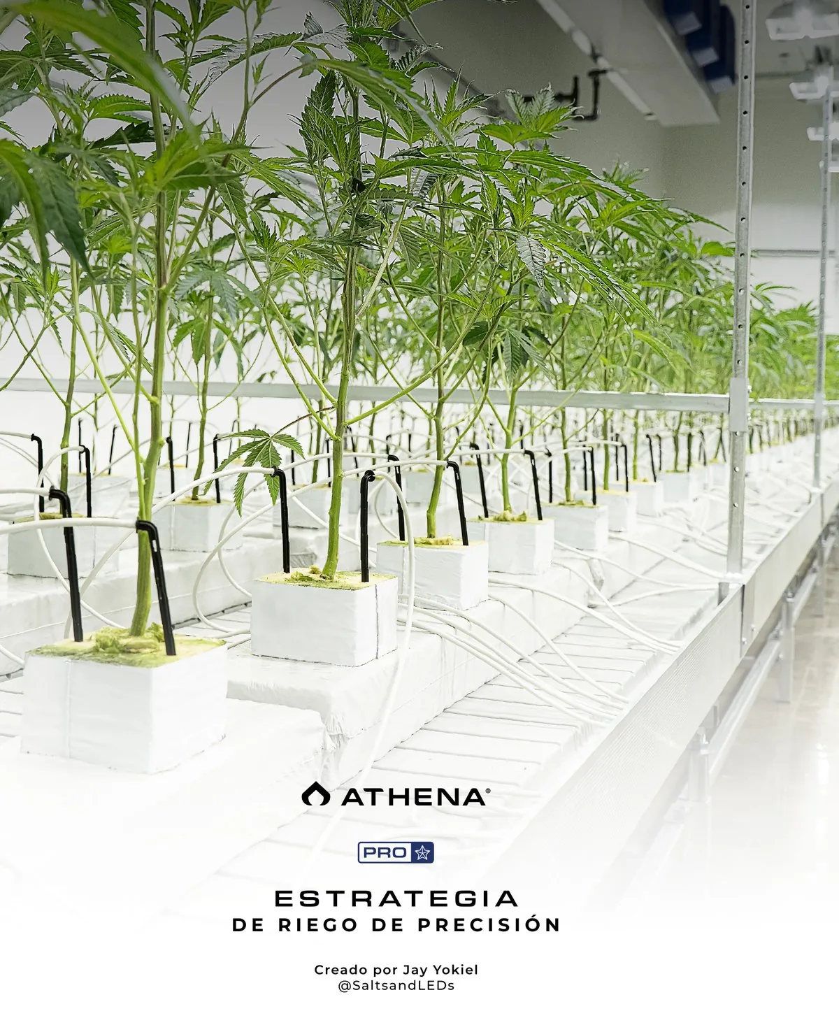 tabla athena pro guía de dosificación referencia EC gramos mililitros